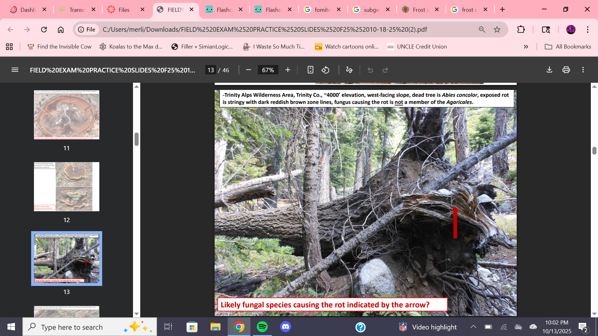 <p>Likely fungal species with red zone lines on Abies concolor?</p>