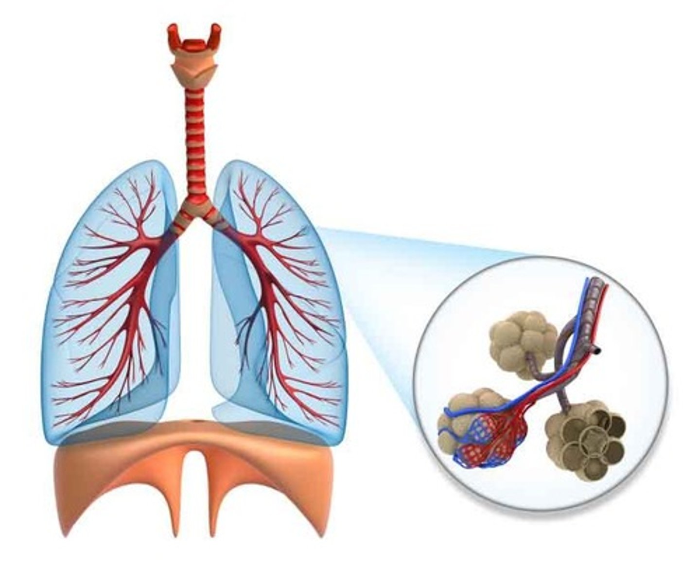 <p>Oxygen moves from lungs to blood.</p>