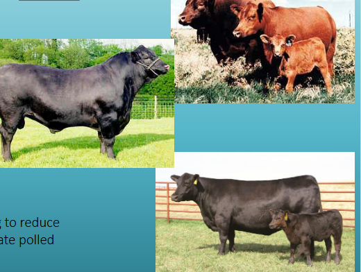 <p>what breed and type is this&nbsp;</p>