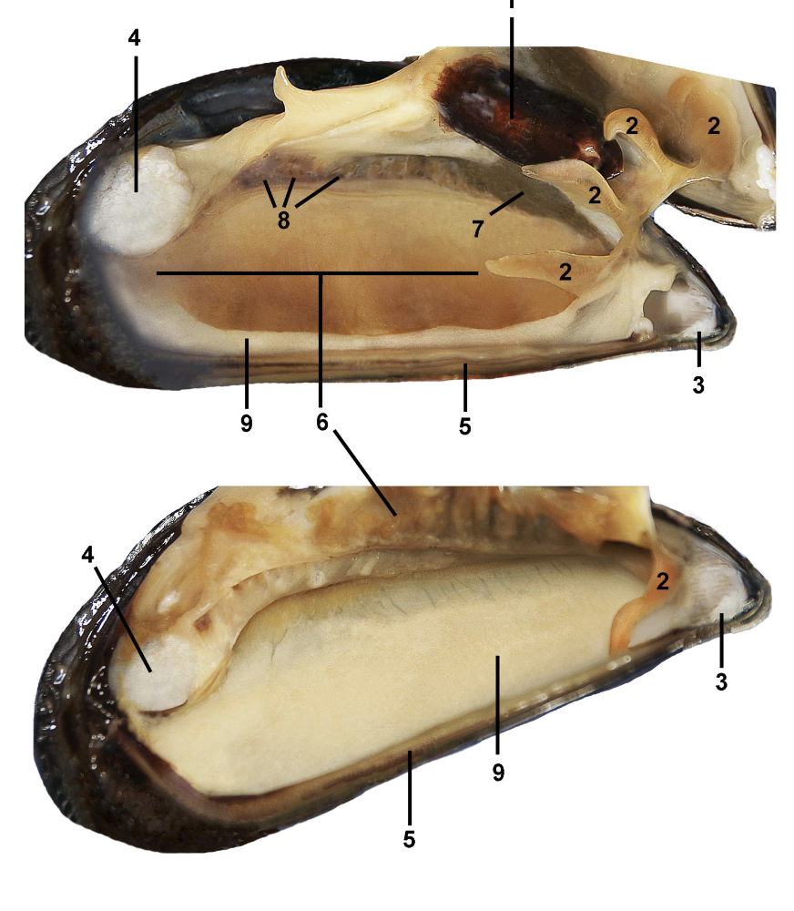 <p>Identify the labeled parts of this mollusk dissection</p>