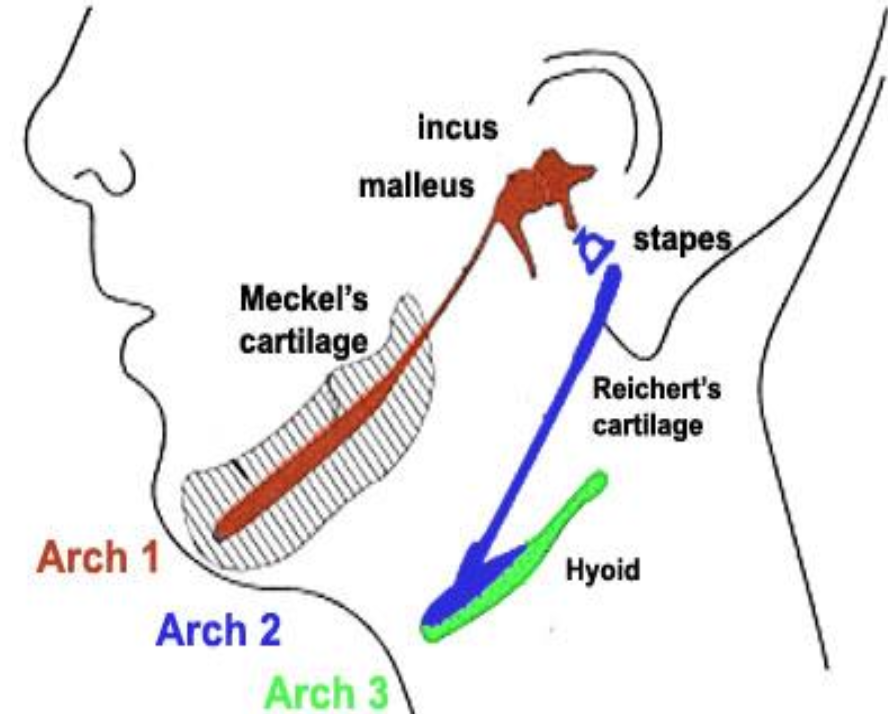<p>First pharyngeal arch forming maxilla, mandible, malleus, incus, and muscles of mastication and meckel’s cartilage ear bones maleus and incus</p>