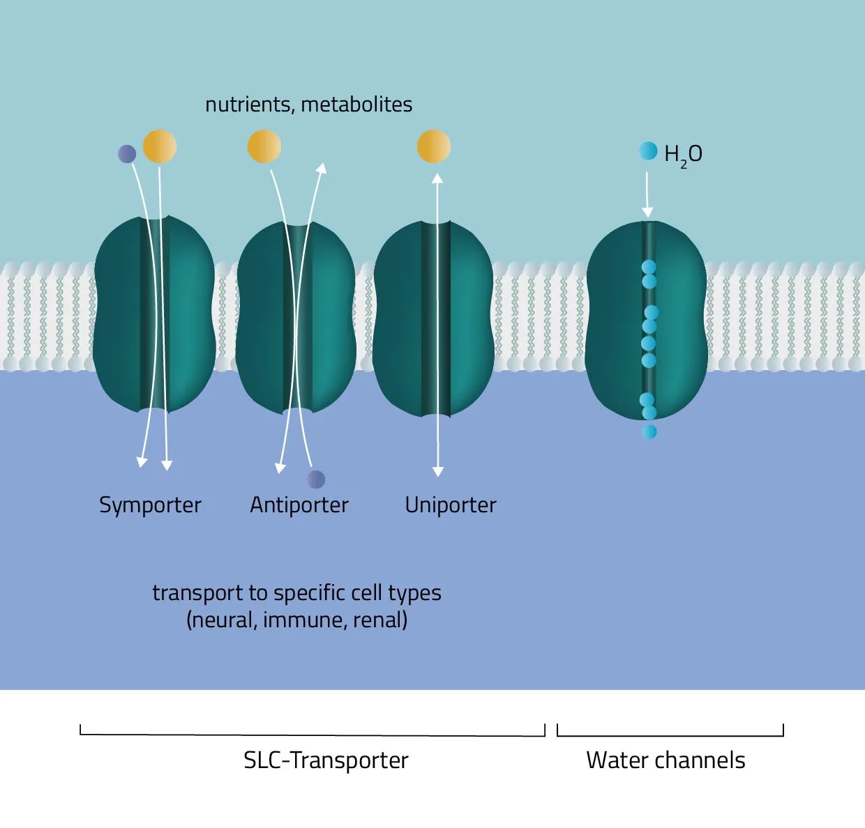 <p>Secondary active transport protein uses energy from an <strong>electrochemical gradient</strong> to transport 2 different ions</p>