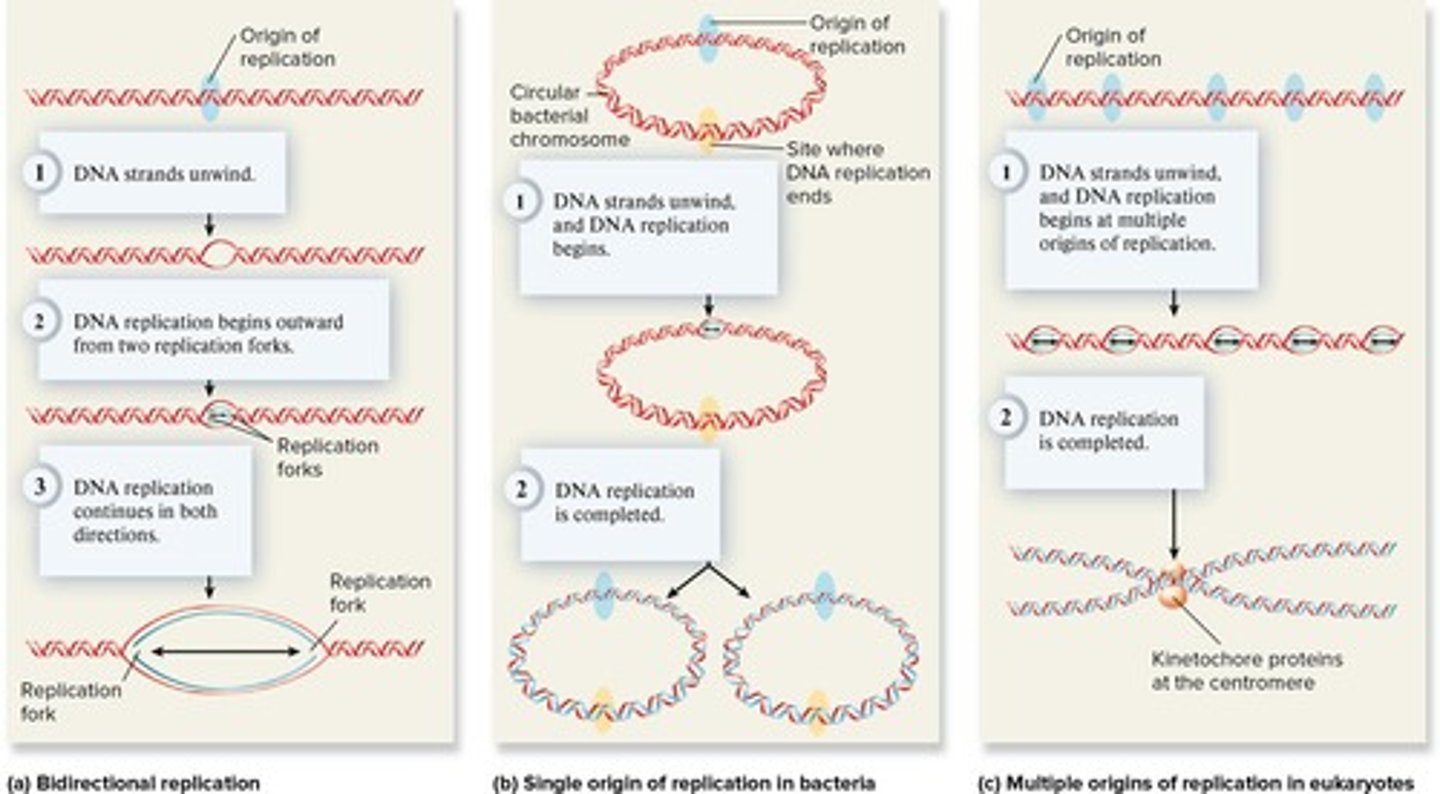 <p>Process of creating identical DNA strands.</p>