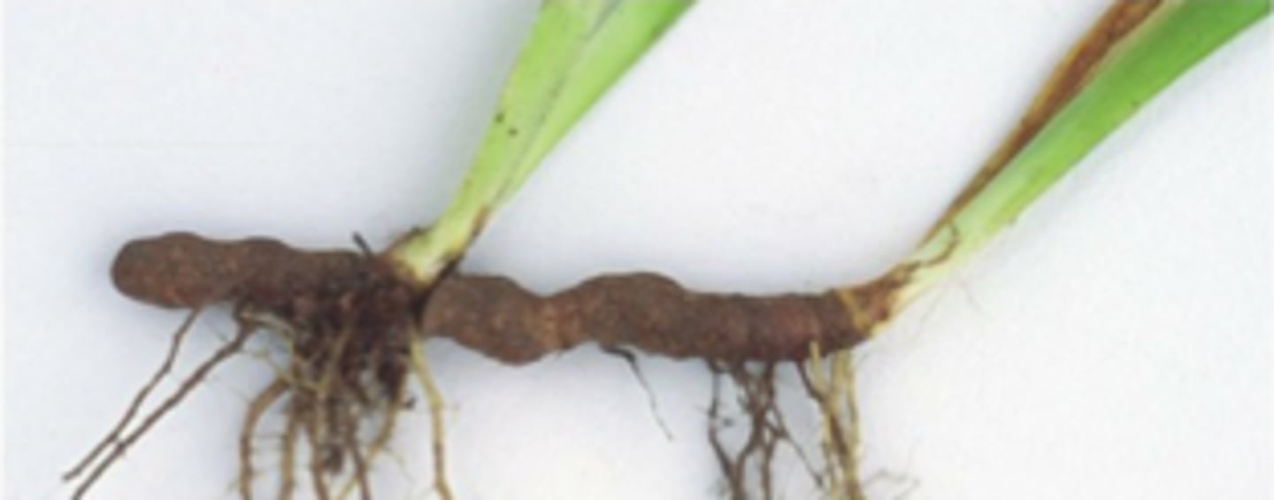 <p>Prostrate stem that runs below ground and produces plantlet at tip</p>