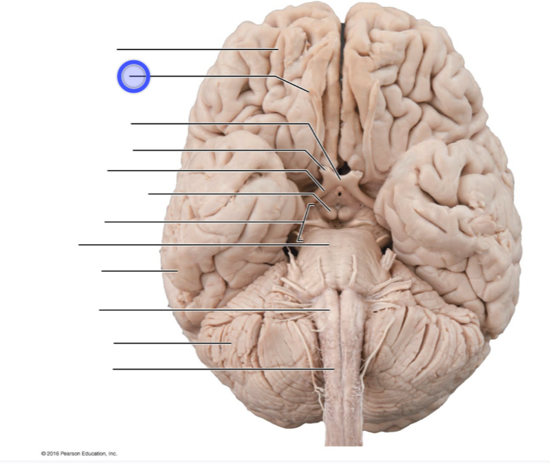 <p>olfactory bulb</p>