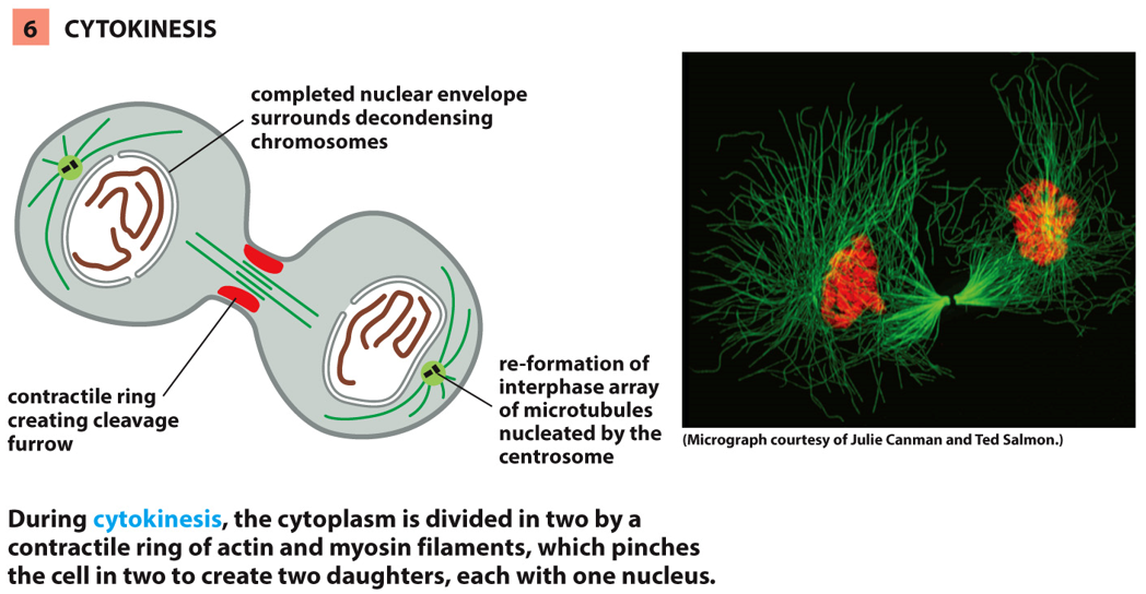 __identified by__:

* pinching of plasma membrane
* divison of cytoplasm (rather than nucleus)