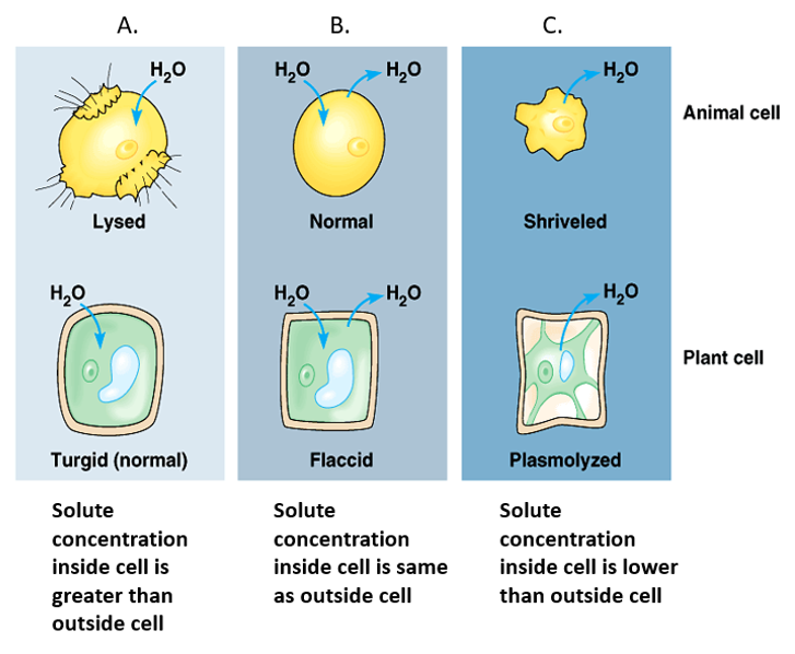 <ul><li><p><strong>Hypertonic</strong>: Higher outside → Water out → Cell shrinks.</p></li><li><p><strong>Isotonic</strong>: Equal inside &amp; outside → No change.</p></li><li><p><strong>Hypotonic</strong>: Higher inside → Water in → Cell swells.</p></li></ul><p></p>