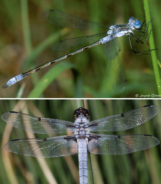 <p><u>Dragonflies</u></p><ul><li><p>Hemimetabolous</p><ul><li><p>aquatic larvae and predatory all stages</p></li></ul></li><li><p>Morpho:</p><ul><li><p>short antennae (setaceous)</p></li><li><p>long and slender abdomen</p></li><li><p>large compound eyes &amp; 3 ocelli</p></li><li><p>long membranous wings with many veins</p></li></ul></li><li><p>find near water</p></li><li><p>larve in alc, adult pinned</p></li></ul><p></p>