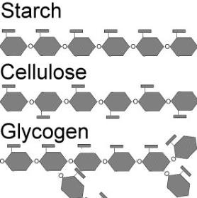 <p>Polysaccharide</p>