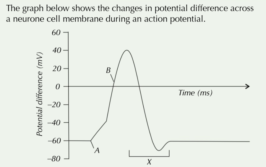 <p>Explain the shape of the curve during the period marked X</p><p>What is the given name to the period marked X</p>