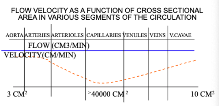 <p>capillaries which allows time for exchange of fluid and solutes with the tissues</p>