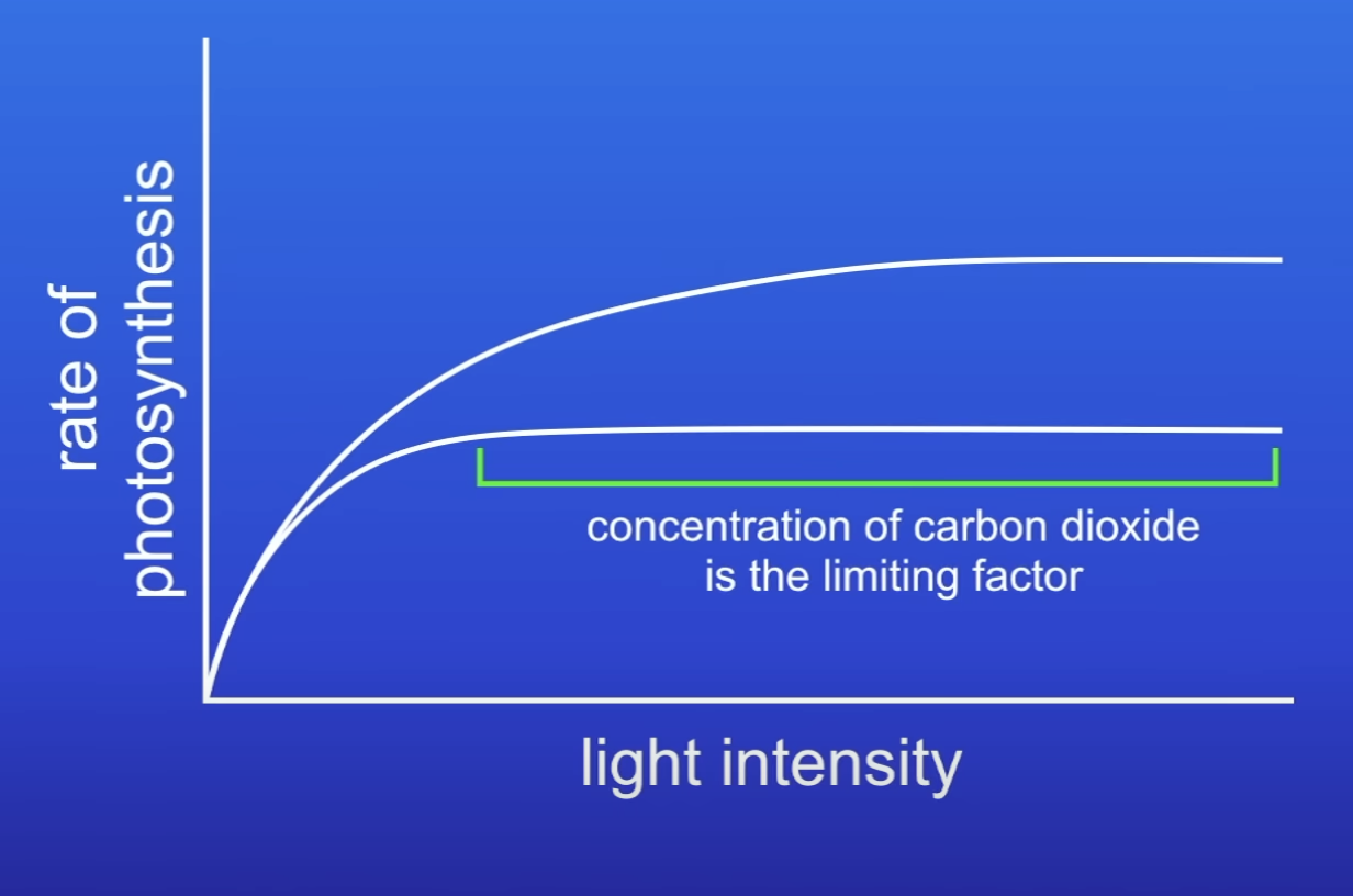 <p>When CO2 conc increases, PS rate increases</p><ul><li><p>CO2 conc was a LF</p></li></ul>