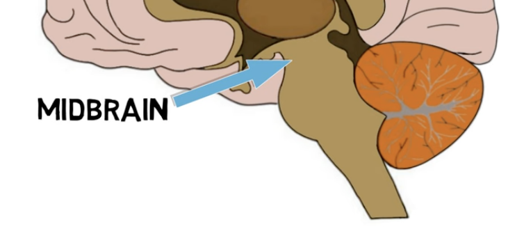 <p>midbrain functions:</p>