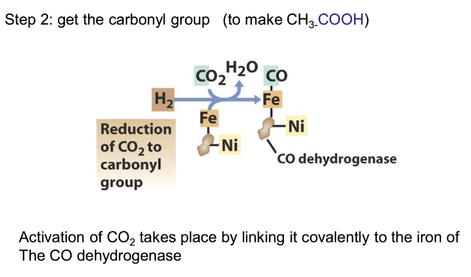 <p><strong>CO dyhydrogenase  </strong></p><ul><li><p>Activation of CO2 takes place by linking it covalently to the Fe of this enzyme </p></li></ul><p></p>