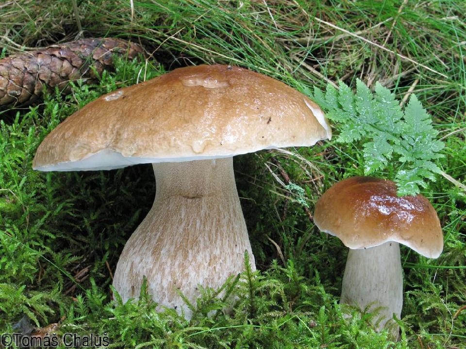 <p><span><span>Hřib smrkový</span></span></p>