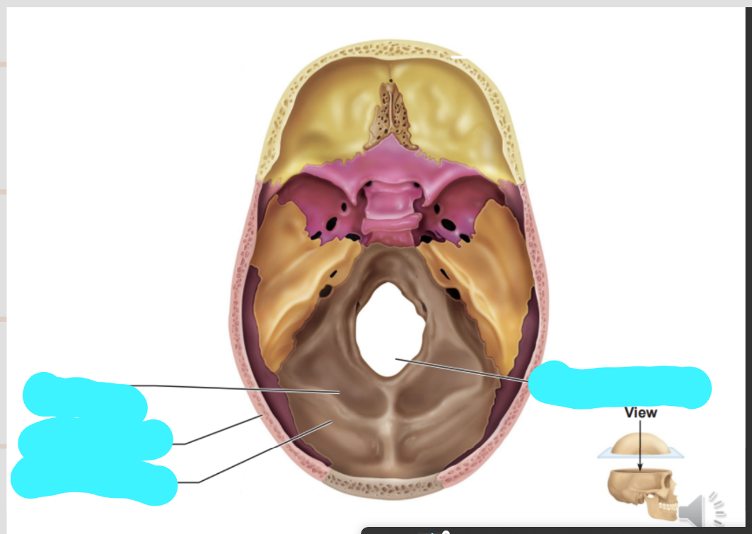 <p>describe the structures in the posterior cranial fossa</p>