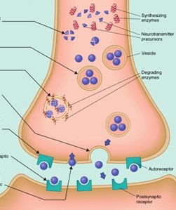 <ol><li><p>Synthesis. Neurotransmitter molecules are synthesised by precursors under influence of enzymes</p></li><li><p>Storage. Neurotransmitter molecules are stored in vesicles</p></li><li><p>Release. Action potential causes vesicles to fuse with presynaptic membrane and release molecules into synapse (gap between axon and dendrites)</p></li><li><p>Binding. Released neurotransmitter molecules bind to postsynaptic receptors in lock and key way</p></li><li><p>Removal. Released molecules removed so they stop activating receptors through reuptake (molecules taken back into presynaptic neuron) or enzymatic degradation</p></li></ol><p></p>