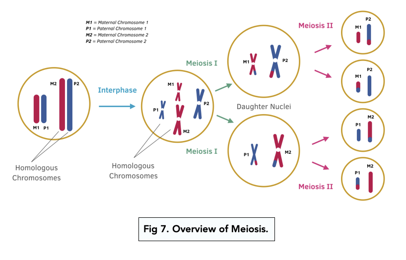 Creates gametes (sperm and egg) for sexual reproduction and introduces genetic variation.