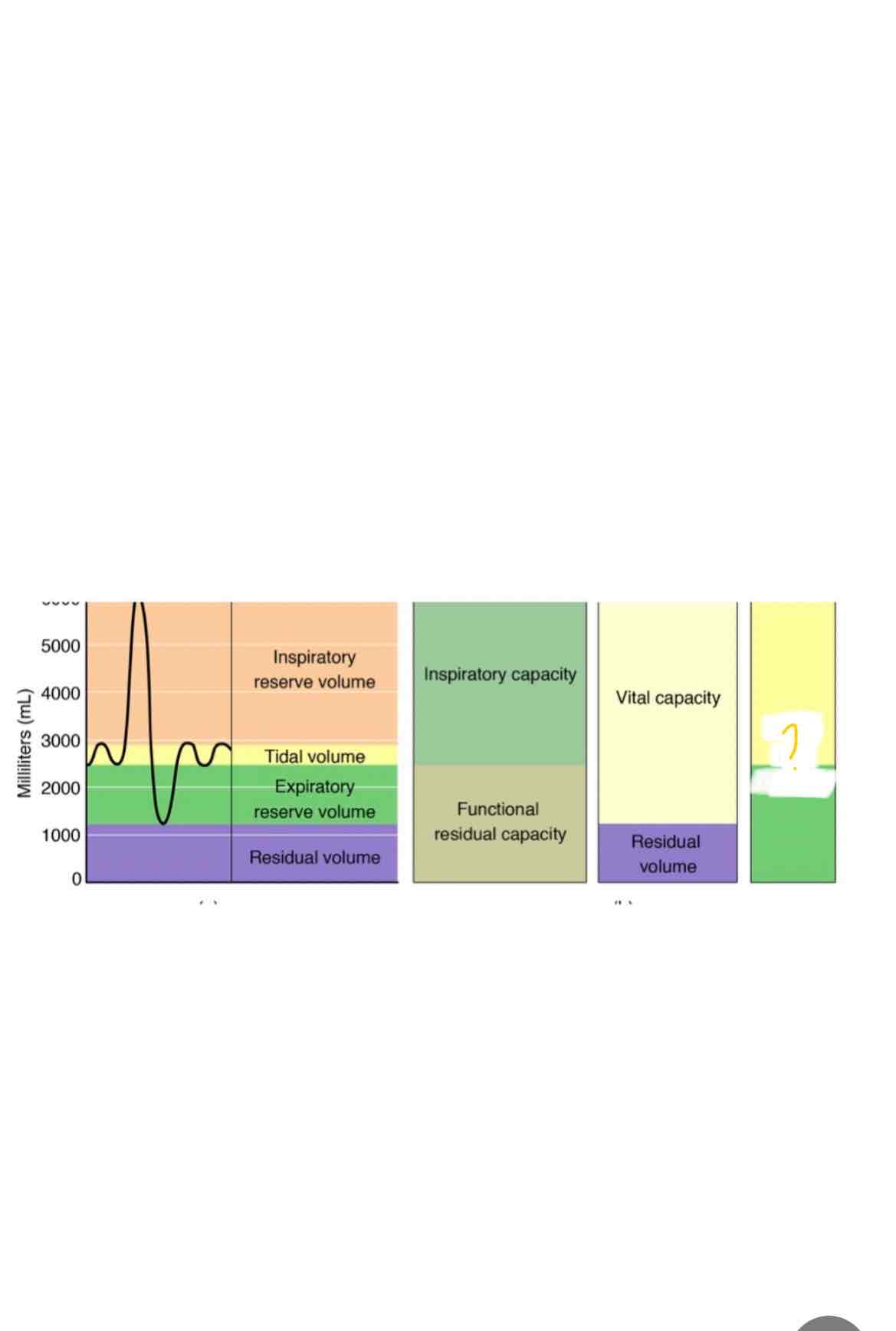 <p>Which lung capacity is highlighted</p>