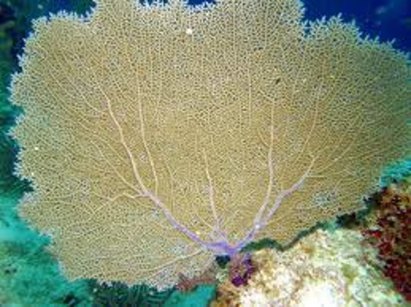 <p>soft coral, produces CaCO3 skeleton</p>