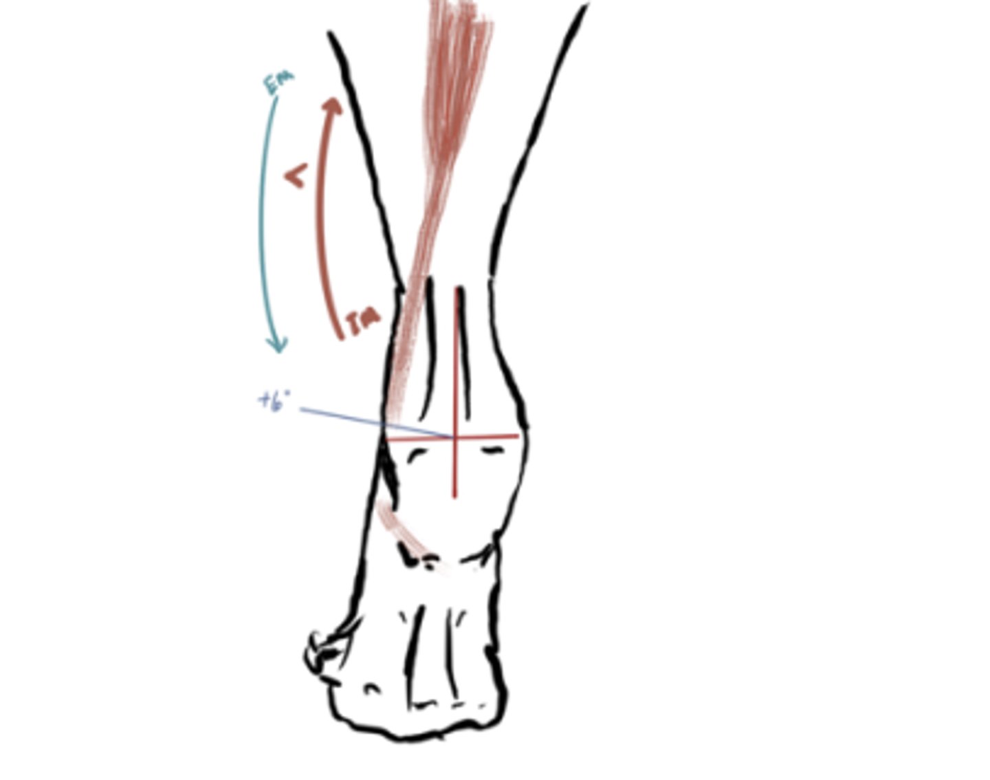 <p>IM: Inversion (Tibialis posterior)</p><p>EM: Eversion </p><p>IM&gt;EM (concentric) *supination*</p><p>Angle = 6° inversion</p>