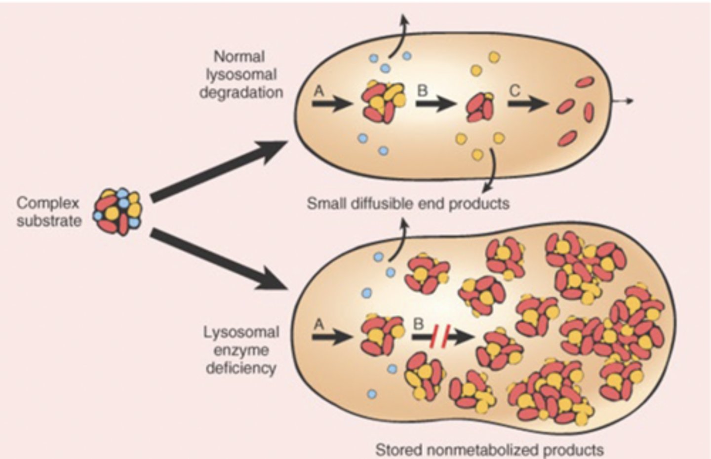 <p>deficiency of lysosomal enzymes needed to degrade glycosaminoglycans, an intercellular substance, leading to accumulation of substances such as heparan, dermatan, keratan, and chondroitin sulfate in tissues</p>
