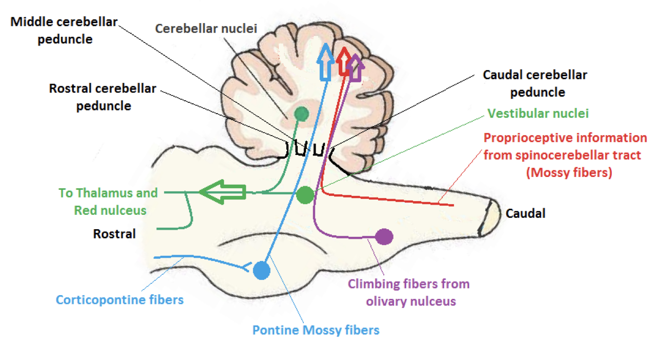<p>Receives MOST of the afferent info </p><p></p><p><u>Afferent:</u></p><ul><li><p>From DORSAL<strong> spinocerebellar pathway</strong></p></li><li><p>Reticular formation&nbsp;</p></li><li><p>Olivary nucleus&nbsp;</p></li><li><p>Vestibular nuclei&nbsp;</p></li><li><p>Etc.</p></li></ul><p></p><p><u>Efferent:</u></p><ul><li><p>Info TO reticular formation and vestibular nuclei&nbsp;</p></li></ul><p></p>