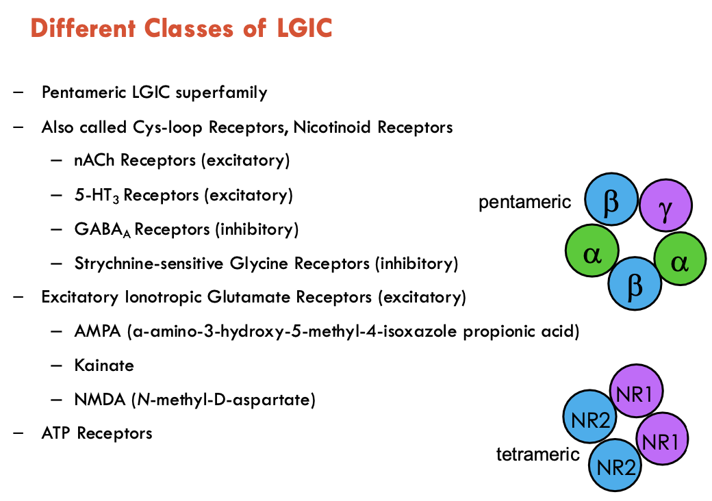 <ol><li><p><strong>Pentemeric LGIC Superfamily</strong> (aka Cys-loop Receptors, Nicotinoid Receptors)</p><ul><li><p>nACh receptors (excitatory)</p></li><li><p>5-HT3 Receptors (excitatory)</p></li><li><p>GABAA Receptors (inhibitory)</p></li><li><p>Strychnine-sensitive Glycine Receptors (inhibitory)</p></li></ul></li><li><p><strong>Tetrameric <u>Excitatory</u> Ionotropic Glutamate Receptors</strong></p><ul><li><p>AMPA (a-amino-3-hydroxy-5-methyl-4-isoxazole propionic acid)</p></li><li><p>Kainate</p></li><li><p>NMDA (<em>N</em>-methyl-D-aspartate)</p></li></ul></li></ol><p>There are also ATP receptors (not covered in lecture)</p><p></p>