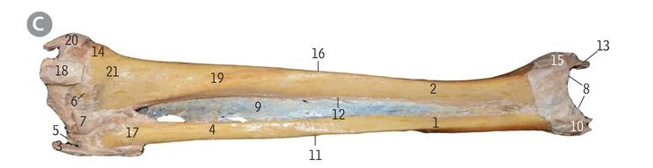 <p>18</p>