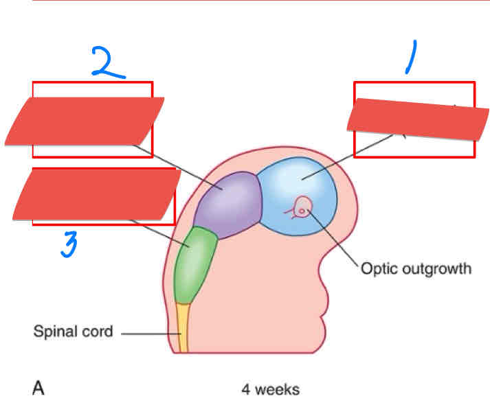 <p>Identify the structures Labeled 1-3.</p>