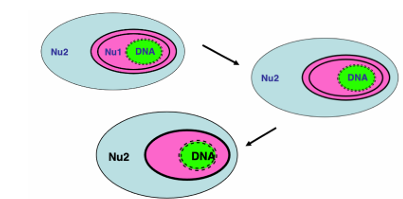 <p>This got simplified in some lineages • Loss of nucleomorph • Reduction of membranes Organisms with 4 or 3 membranes and no nucleomorph (eg dinoflagellates)</p><p></p>