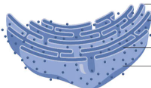 <p>Has ribosomes attached to it and it is close to the nucleus </p><p>What part of the cell is this and what is its function? </p>