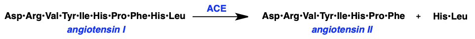 <p>two forms:</p><p>ACE I = inactive = deca(10)-peptide</p><p>ACE II = active = octa(8)-peptide</p><p>three ways ACE II contributes:</p><ul><li><p>vasoconstrictor = <strong>decreases vessel volume</strong></p></li><li><p>UP-regulates the production of aldosterone = reduces Na(+) and H2O excretion =<strong> increases blood volume</strong></p></li><li><p>degrades bradykanin = <strong>inhibits vasodilation </strong>= decreases vessel volume</p></li></ul><p><strong>ACE inhibition is target for hypertension treatment</strong></p>