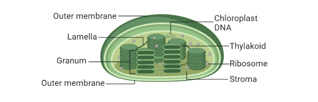 <ul><li><p>They have an elongated shape with a diameter of around 3000-10,000nm. </p></li><li><p>They are surrounded by 2 membranes which together forms the chloroplast envelope. </p></li><li><p>It has a membrane system of fluid-filled sacs called ‘thylakoids’.  On the membranes is a green photosynthetic pigment called chlorophyll</p></li><li><p>Thylakoids stack up to form grana. </p></li><li><p>Around the grana is the stroma, in which starch grains ans lipid droplets may be seen. </p></li><li><p>It also contains its own 70S ribosomes and circular DNA. </p></li></ul><p></p>