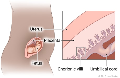 <p>finger-like projections forming the outer layer of the developing embryo and grows into the placenta </p>