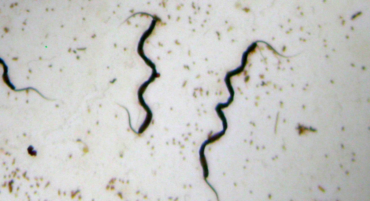 <p>What shape Is this?</p>