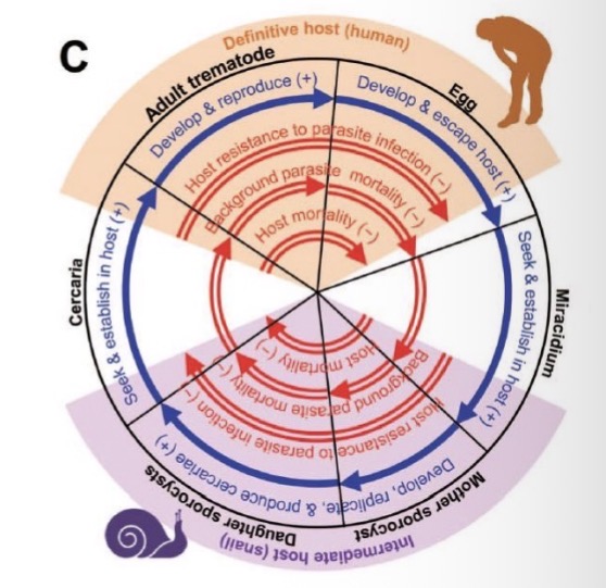 <ul><li><p><strong>Definitive host:</strong> <strong>Human</strong> — adult worms live in <strong>blood vessels</strong> near the intestines. They reproduce sexually and release <strong>eggs</strong>, which exit via feces.</p></li><li><p><strong>First intermediate host:</strong> Freshwater <strong>snail</strong> — eggs hatch into <strong>miracidia</strong>, which infect snails and develop into <strong>cercariae</strong>.</p></li><li><p><strong>Infection of humans:</strong> Free-swimming <strong>cercariae</strong> leave the snail and <strong>penetrate human skin</strong> during contact with contaminated water.</p></li><li><p>Inside the body, they migrate to <strong>blood vessels</strong>, mature into adults, and produce more eggs.</p></li><li><p><strong>Key idea:</strong> Requires <strong>snail intermediate host</strong> and <strong>human definitive host</strong> — no second intermediate host.</p></li></ul><p></p>