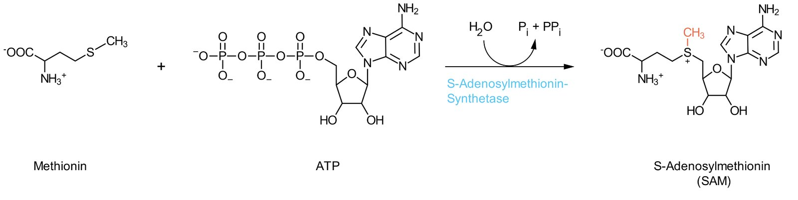 <p>E. S-adenosylmethionine</p>