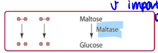 <p>maltose hydrolyzed by maltase (brush border enzymes, forming free glucose)</p>