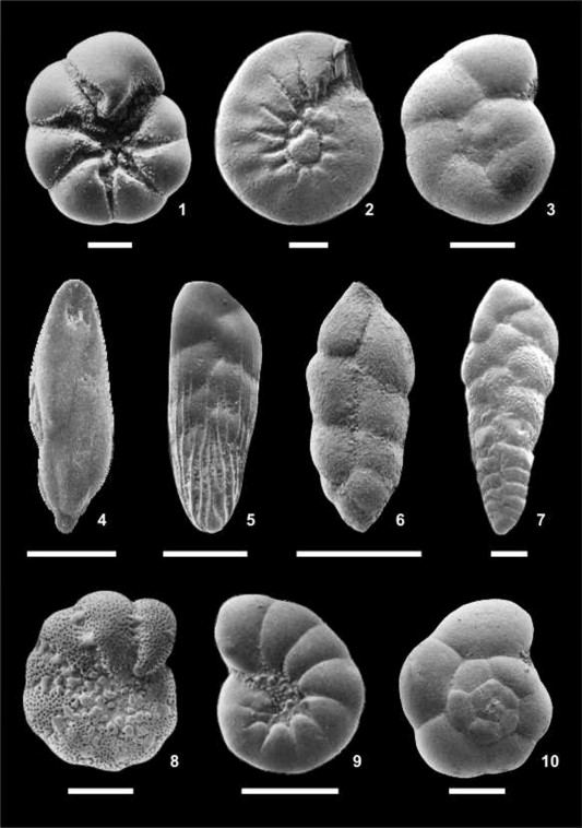 <p>Kingdom Protozoa (Precambrian-Recent)</p><p>Class Foraminifera (Cambrian - Recent)</p><p>Cambrian to Recent</p>