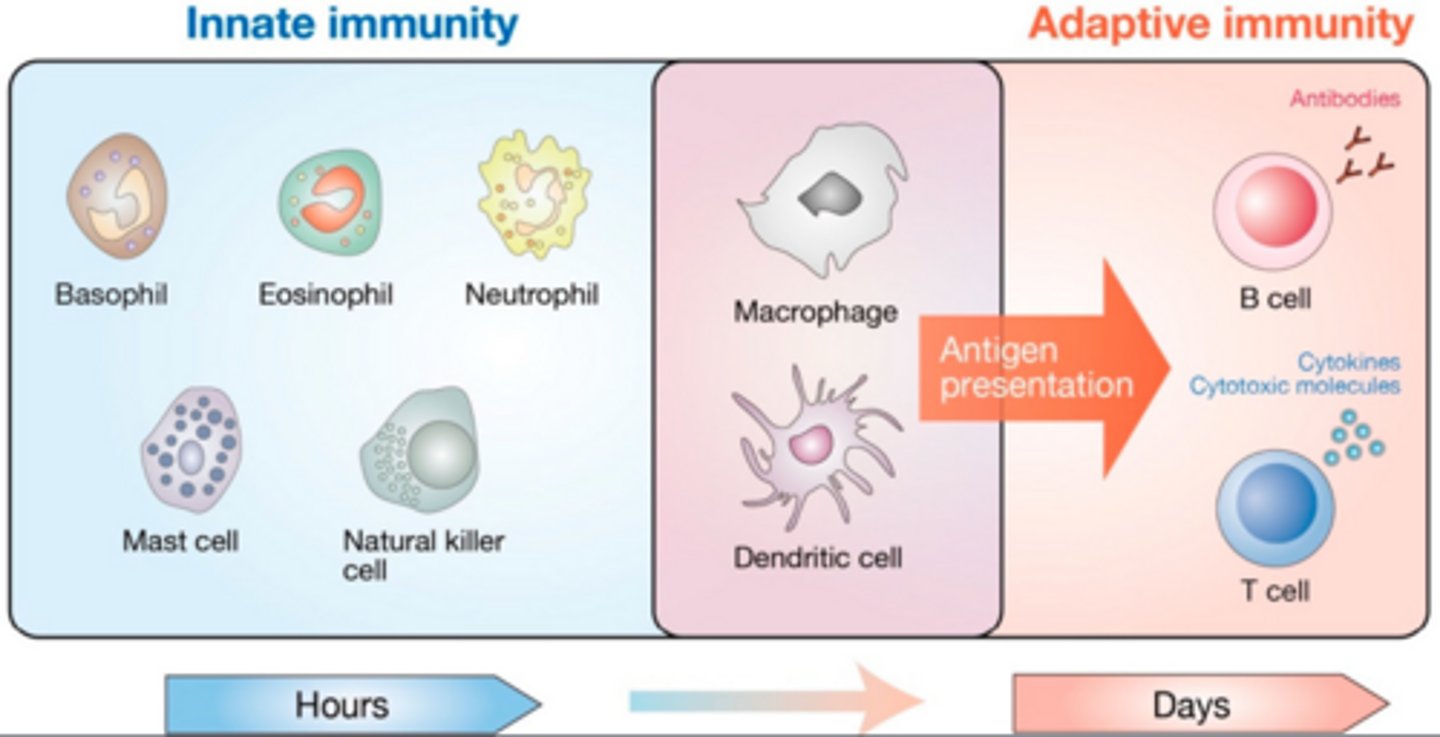 <p>Innate and adaptive immune cell interaction timeline</p>