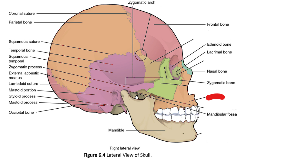 term image