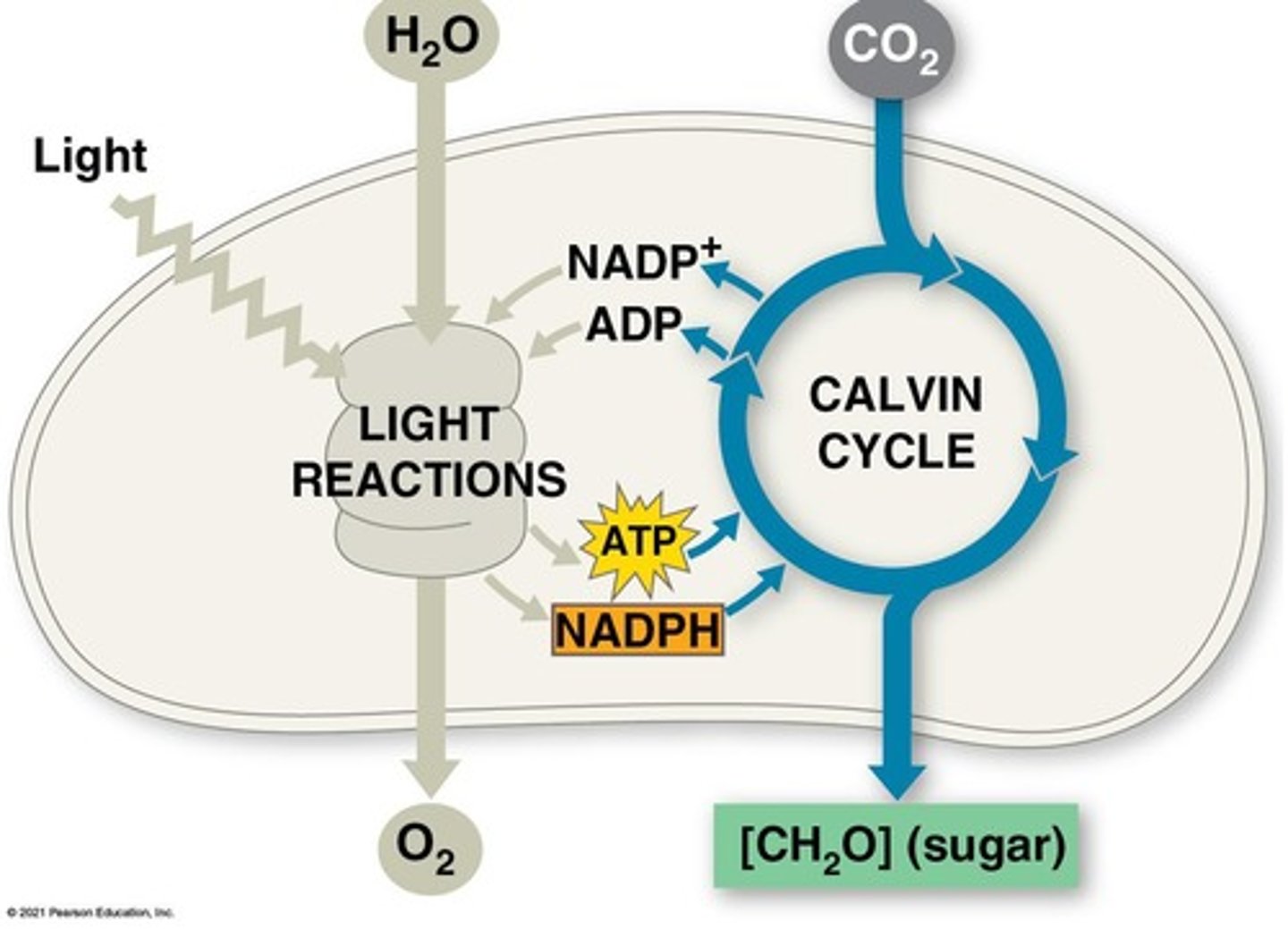 <p>Light reactions and the Calvin Cycle.</p>