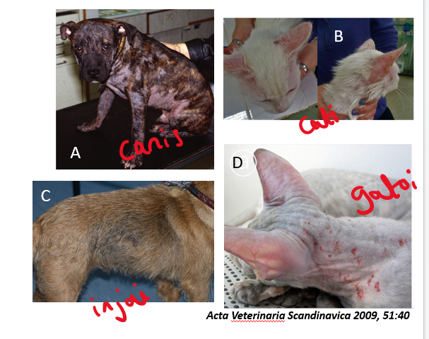 <ul><li><p>Cats</p><ul><li><p>Demodex gatoi (very pruritic + alopecia)</p></li><li><p>D. cati (just hair loss due to inflam of hair follicles)</p></li></ul></li><li><p>Dogs</p><ul><li><p>D. canis (follicular, patchy to widespread alopecia)</p></li><li><p>D. injai (terrier breeds pruritis i.e. wirey coated breeds —> affects dorsum of shoulders)</p></li></ul></li></ul><p></p>