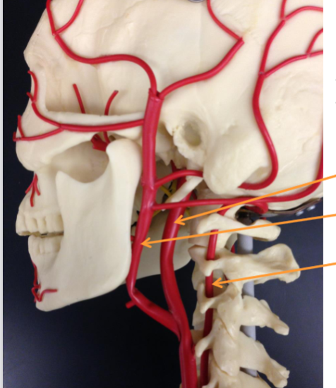 <p>towards jaw</p>