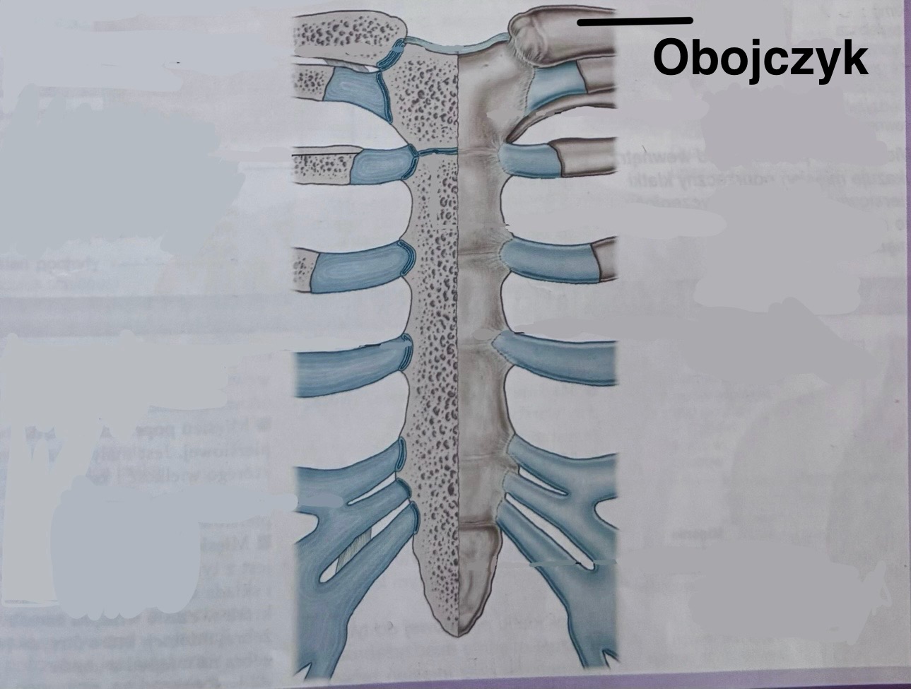 <p>Clavicula</p><p>Obojczyk łączy się z rękojeścią mostka</p>