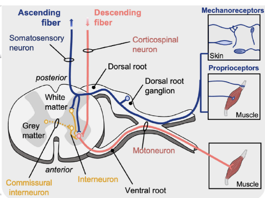 <p><span>If Alpha (α) Motor Neurons Control Muscle Contraction, what controls the α Motor Neurons ?</span></p>