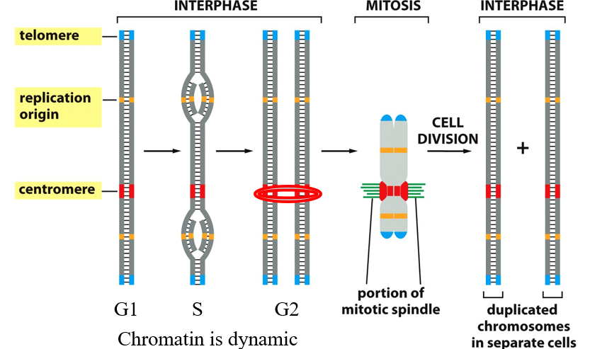 <p><strong>Left to Right (Cell Cycle Progression)</strong> 1. <strong>Interphase (G1, S, G2)</strong> <span data-name="arrow_forward" data-type="emoji">▶</span> G1 Phase (Growth Phase 1)</p><ul><li><p><strong>Chromatin is loose</strong> and dynamic.</p></li><li><p>The chromosome is <strong>not yet duplicated</strong>.</p></li><li><p><span style="color: #ff0000">Here there is organization within nuclei</span></p></li><li><p>You can see:</p><ul><li><p><strong>Telomeres</strong> at the ends (blue)</p></li><li><p><strong>Replication origins</strong> (orange)</p></li><li><p><strong>Centromere</strong> (red)</p></li></ul></li></ul><p><span data-name="arrow_forward" data-type="emoji">▶</span> S Phase (Synthesis)</p><ul><li><p><strong>DNA replication</strong> occurs.</p></li><li><p>The chromosome is being duplicated.</p></li><li><p>Replication starts at <strong>replication origins</strong> (orange), forming the “bubble” shapes in the DNA.</p></li><li><p>By the end of S phase, you have <strong>two identical sister chromatids</strong> joined at the centromere.</p></li></ul><p><span data-name="arrow_forward" data-type="emoji">▶</span> G2 Phase (Growth Phase 2)</p><ul><li><p>DNA is fully replicated.</p></li><li><p>Sister chromatids are held together at the <strong>centromere</strong> (highlighted with a red oval).</p></li><li><p>The chromosome is ready for mitosis.</p></li></ul><p></p><p>2. <strong>Mitosis</strong></p><ul><li><p>The <strong>mitotic spindle</strong> (green fibers) attaches to the <strong>centromere</strong> via the <strong>kinetochore</strong>.</p></li><li><p>The chromosome is pulled apart during mitosis so that each daughter cell gets one copy of each chromosome</p></li><li><p>Physically preparing to divide DNA</p></li></ul><p></p><p>3. <strong>After Cell Division (Interphase Begins Again)</strong></p><ul><li><p>Two <strong>identical daughter cells</strong> each have:</p><ul><li><p>A full set of chromosomes</p></li><li><p>The <strong>same DNA sequences</strong>: telomeres, replication origins, centromeres</p></li></ul></li><li><p>Chromosomes return to an <strong>uncondensed chromatin state</strong>.</p></li></ul><p></p>