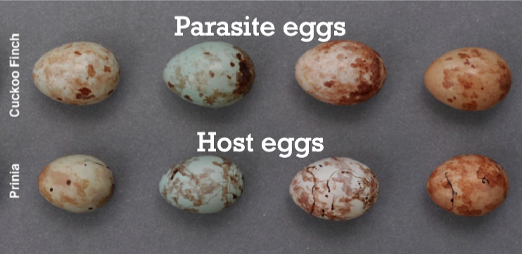 <p>The parasitic eggs will evolve to look like the host eggs so that the host birds can’t tell which one is their offspring and which one isn’t.</p><p>This increases the chance that the host won’t realise that they are taking care of someone else’s baby.</p>