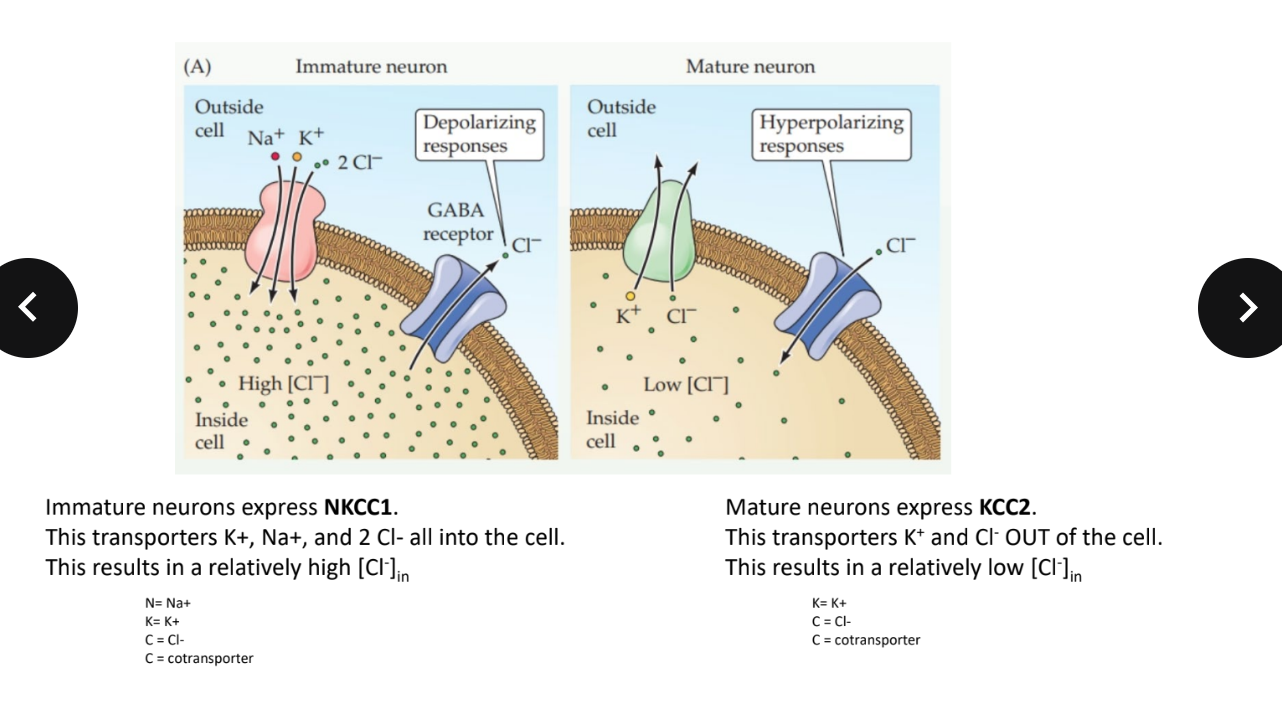 <ul><li><p><strong>Immature neurons</strong> express <strong>NKCC1</strong>, which brings <strong>Na⁺, K⁺, and 2 Cl⁻</strong> <em>into</em> the cell → <strong>high intracellular Cl⁻</strong>.</p><ul><li><p>When GABA opens Cl⁻ channels, Cl⁻ <em>leaves</em> the cell → <strong>depolarization</strong> (excitatory).</p></li></ul></li><li><p><strong>Mature neurons</strong> express <strong>KCC2</strong>, which transports <strong>K⁺ and Cl⁻ out</strong> of the cell → <strong>low intracellular Cl⁻</strong>.</p><ul><li><p>When GABA opens Cl⁻ channels, Cl⁻ <em>enters</em> the cell → <strong>hyperpolarization</strong> (inhibitory).</p></li></ul></li></ul><p><span data-name="brain" data-type="emoji">🧠</span> <strong>Key idea:</strong> The <strong>shift from NKCC1 → KCC2</strong> expression changes GABA’s effect from <strong>excitatory to inhibitory</strong> during brain development.</p>